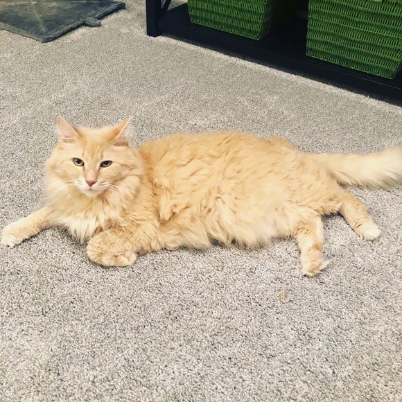 Meet your Posher, Lindsey - Picture 8 of 8